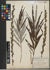 Foto von Salix viminalis L.